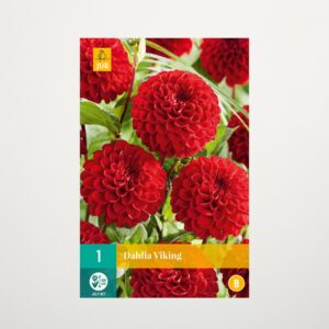 Pompon-Dahlie 'Viking' - Knolle
