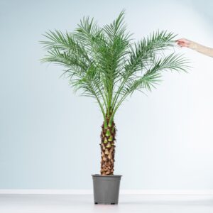 Dattelpalme 'Roebelenii' L