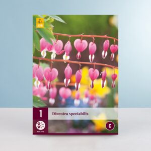 Tränendes Herz 'Spectabilis' - Rhizom