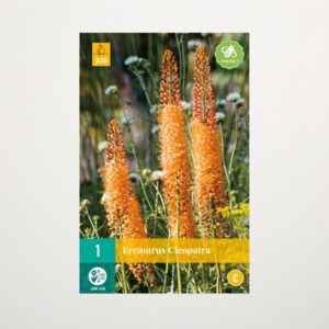 Steppenkerze 'Cleopatra' - Knolle