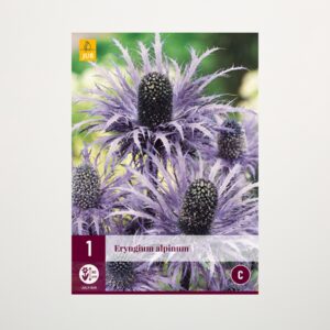 Eryngium 'Alpinum' - Wurzel