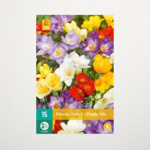 Einfache Freesien 'Enkel' - 15 Knollen