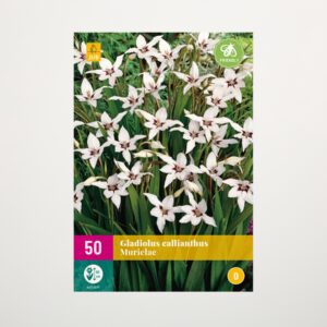 Abessinische Gladiolen - 50 Knollen