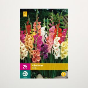 Gladiolen Mix - 25 Knollen