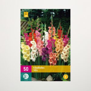 Gladiolen Mix - 50 Knollen