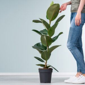 Ficus 'Robusta' L