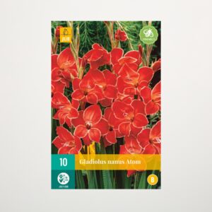 Zwerg-Gladiole 'Atom' - 10 Knollen