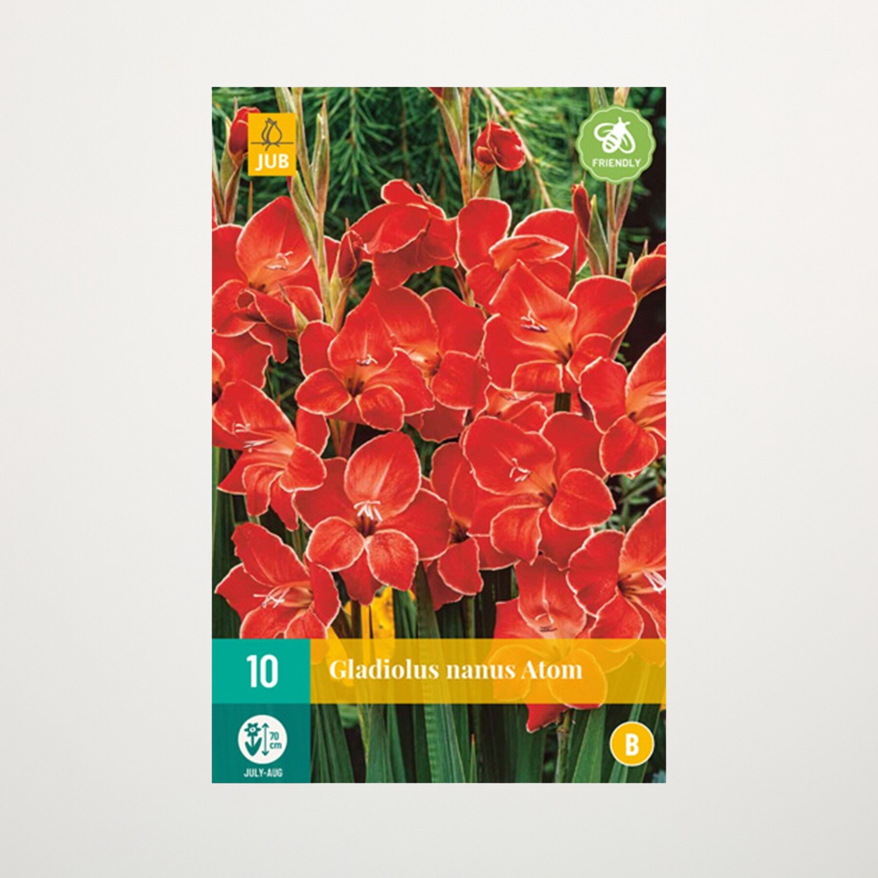 Zwerg-Gladiole 'Atom' - 10 Knollen