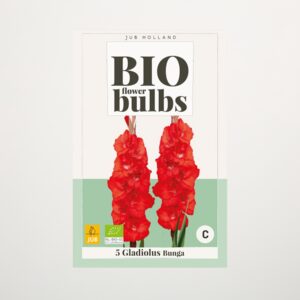 BIO Gladiole 'Bunga' - 5 Knollen