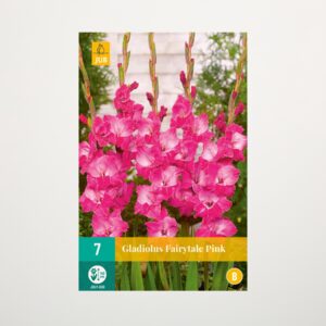 Gladiole 'Fairytale Pink' - 7 Knollen