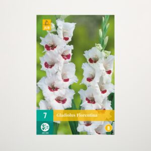 Gladiole 'Fiorentina' - 7 Knollen