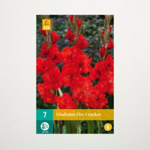 Wave-Gladiole 'Fire Cracker' - 7 Knollen