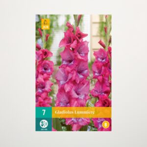 Gladiole 'Lummiere' - 7 Knollen