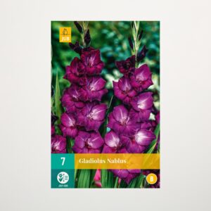 Wave-Gladiole 'Nablus' - 7 Knollen