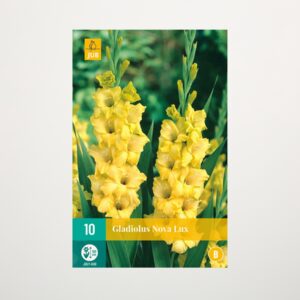 Gladiole 'Nova Lux' - 10 Knollen