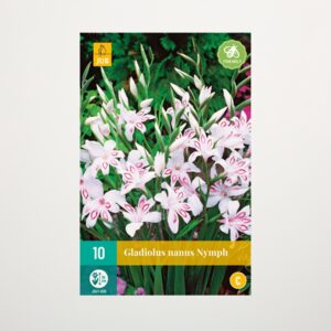 Zwerg-Gladiole 'Nymph' - 10 Knollen