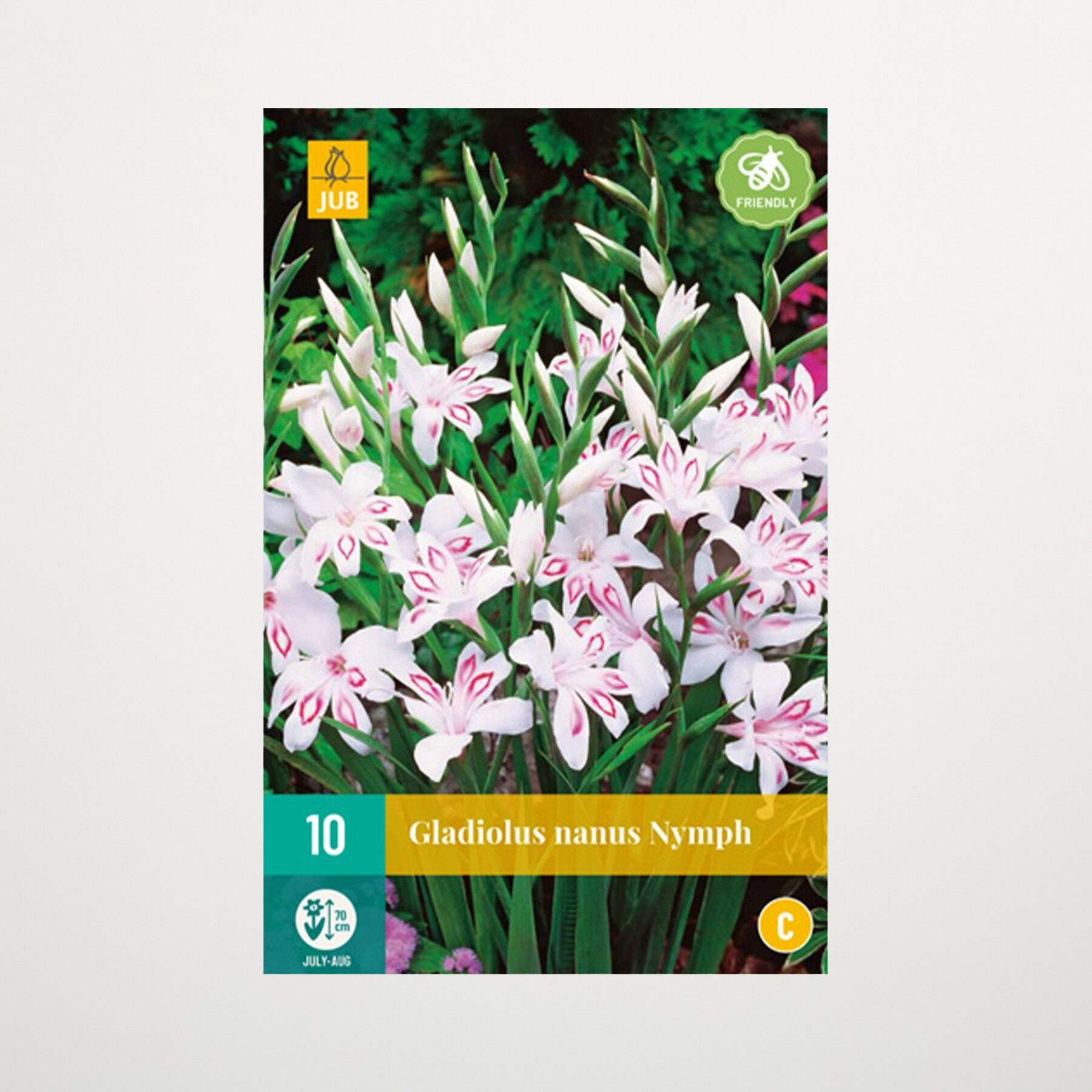 Zwerg-Gladiole 'Nymph' - 10 Knollen