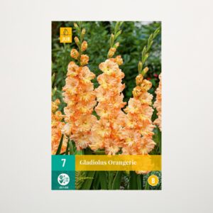 Wave-Gladiole 'Orangerie' - 7 Knollen