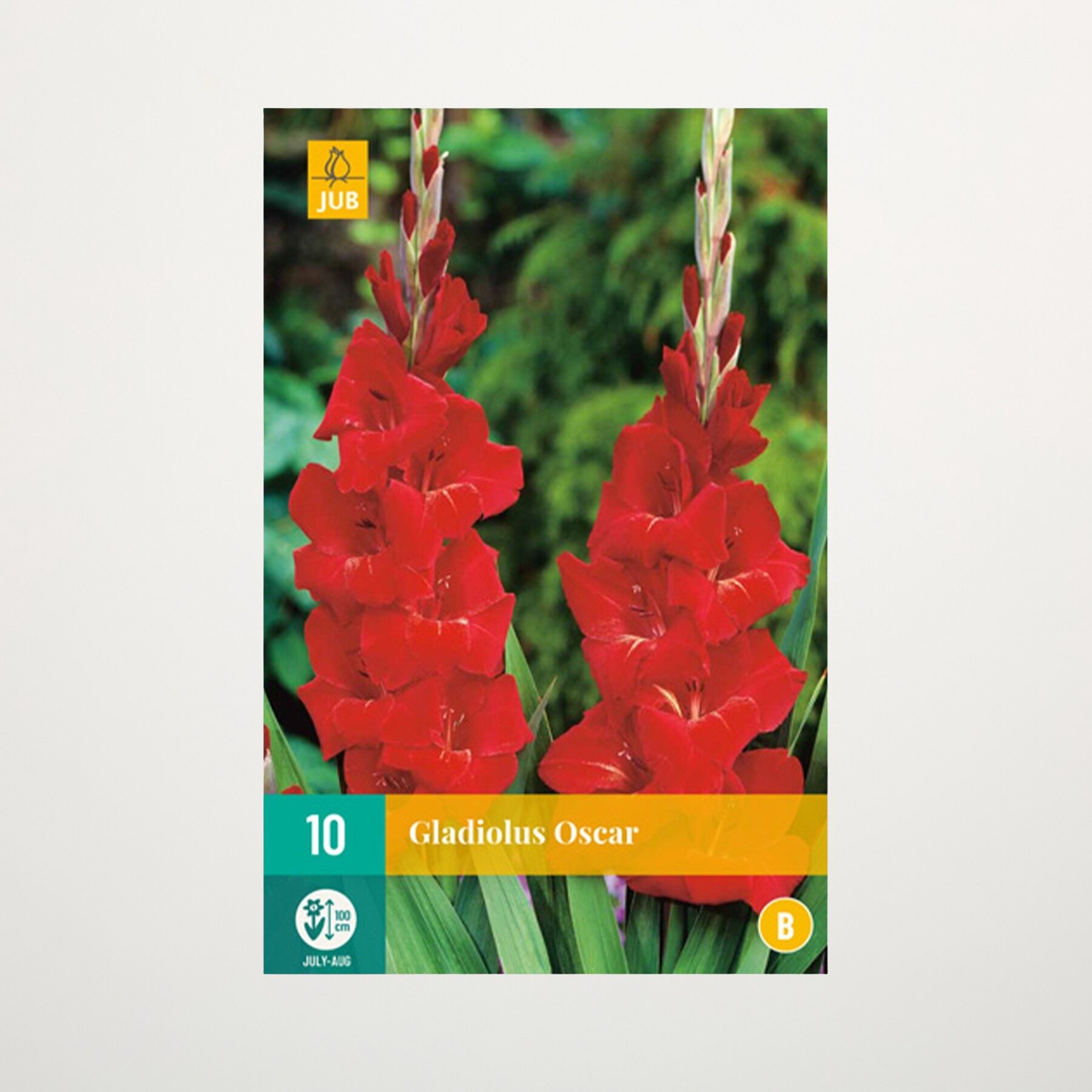 Gladiole 'Oscar' - 10 Knollen – Bild 2