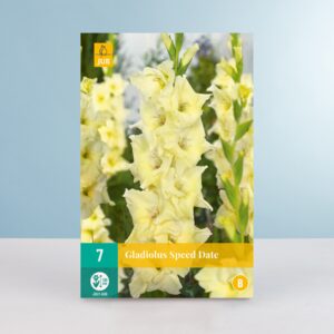 Gladiole 'Speed Date' - 7 Knollen