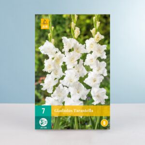 Wave-Gladiole 'Tarantella' - 7 Knollen
