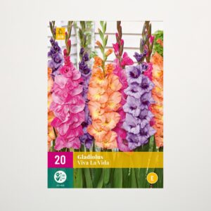 Gladiolen 'Viva la Vida' - 20 Knollen
