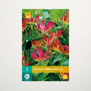 Gloriosa 'Rothschildiana' - Wurzel
