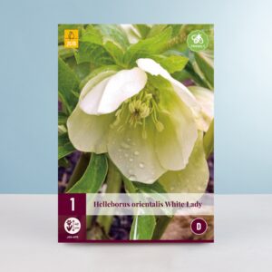 Lenzrose 'White Lady' - Wurzel