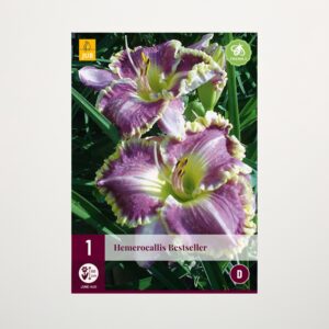 Taglilie 'Bestseller' - Knolle