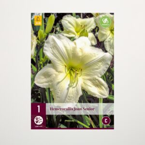 Taglilie 'Joan Senior' - Knolle