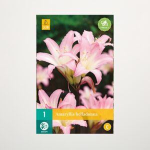 Amaryllis 'Belladonna' - Zwiebel
