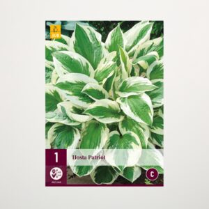 Hosta 'Patriot' - Wurzel