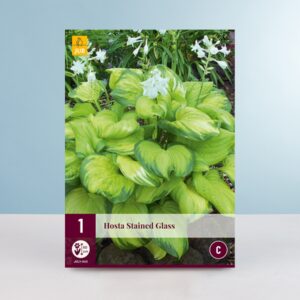 Hosta 'Stained Glass' - Wurzel