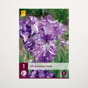 Schwertlilie 'Batik' - Knolle