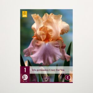 Schwertlilie 'Crazy for You' - Knolle