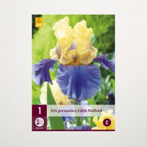 Schwertlilie 'Edith Wolford' - Knolle