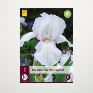 Schwertlilie 'White Knight' - Knolle