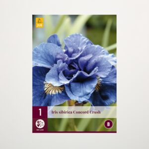 Sibirische Schwertlilie 'Concord Crush' - Knolle