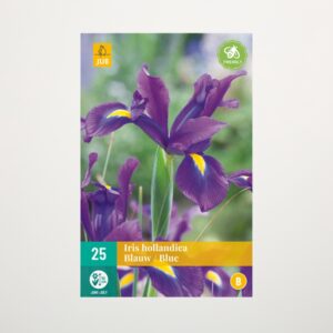Holländische Schwertlilie blau - 25 Knollen