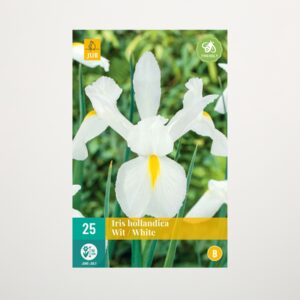 Holländische Schwertlilie weiß - 25 Knollen