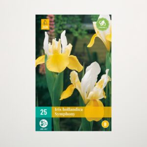 Holländische Schwertlilie 'Symphony' - 25 Knollen
