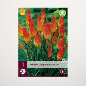 Fackellilie 'Alcazar' - Knolle