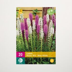 Prachtscharten Mix - 20 Knollen