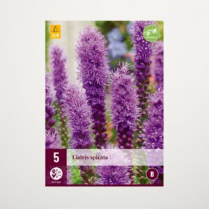 Prachtscharte 'Spicata' Lila - 5 Knollen
