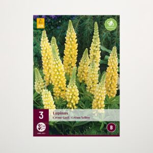 Lupine Gelb - 3 Wurzeln