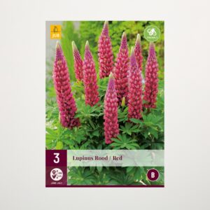 Lupine Rot - 3 Wurzeln