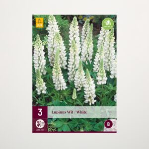Lupine Weiß - 3 Wurzeln