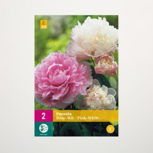Pfingstrosen pink, weiß Mix - 2 Rhizome