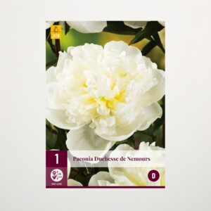 Pfingstrose 'Duchesse de Nemours' - Rhizom