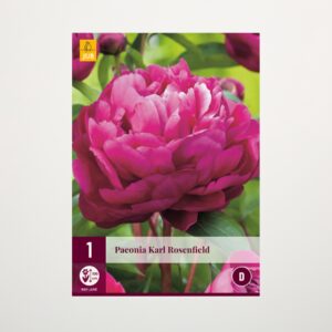 Pfingstrose 'Karl Rosenfield' - Rhizom